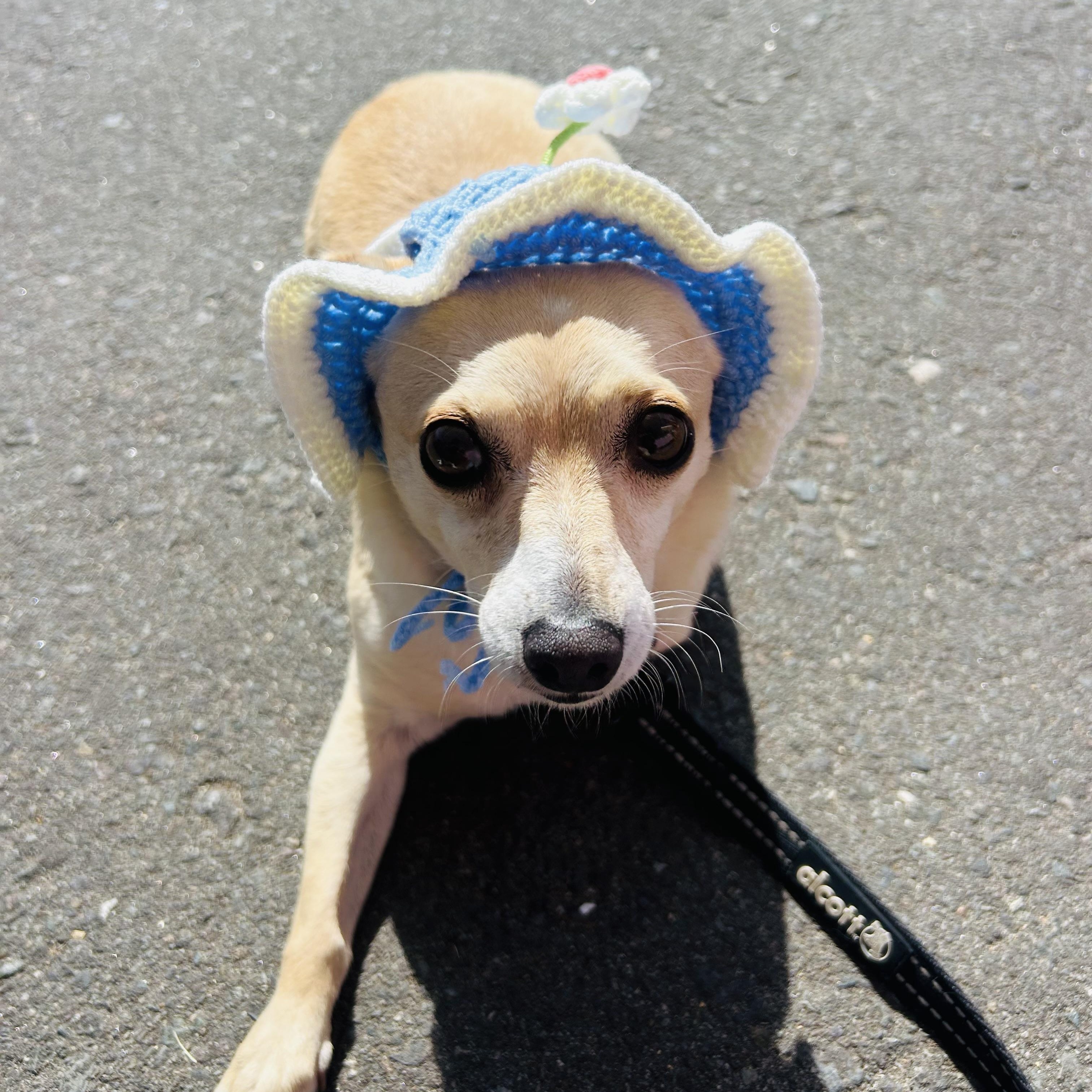 Enlarge Bethany, a Adoptable mixed breed in San Diego, CA image 3/6