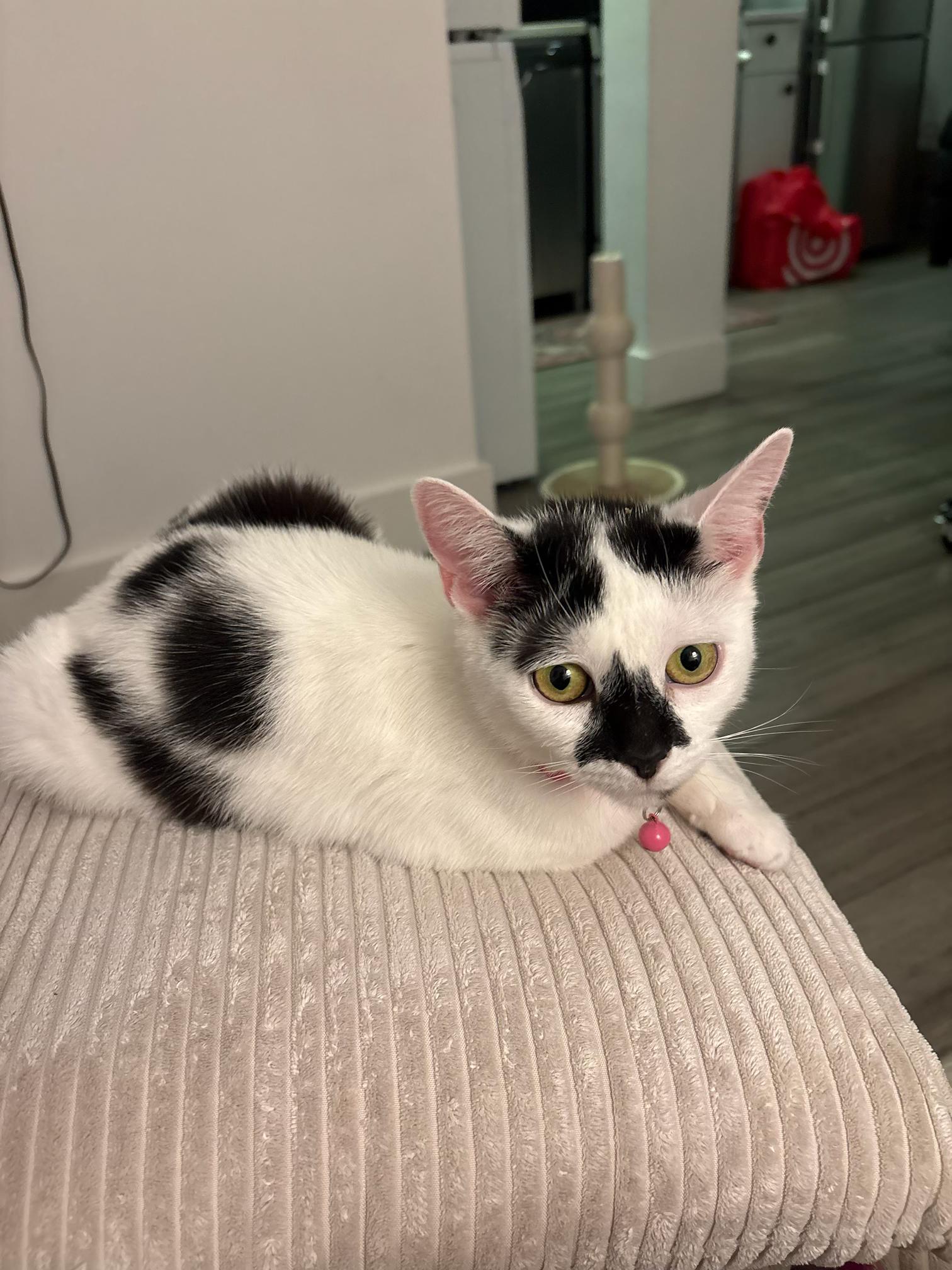 Mochi, adopted, Young Female Domestic Short Hair.