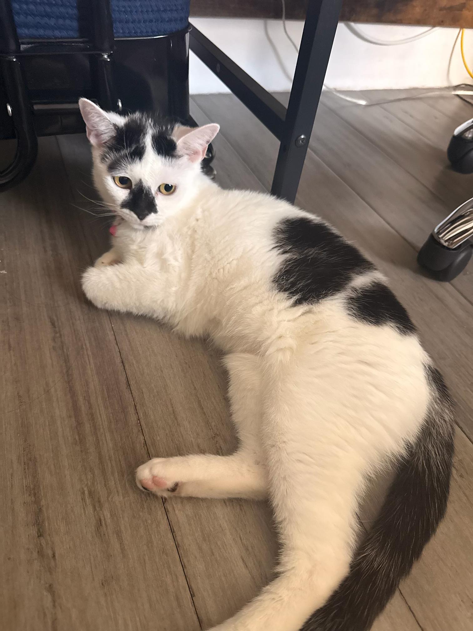Mochi, an adopted Domestic Short Hair in Brooklyn, NY image 3/3