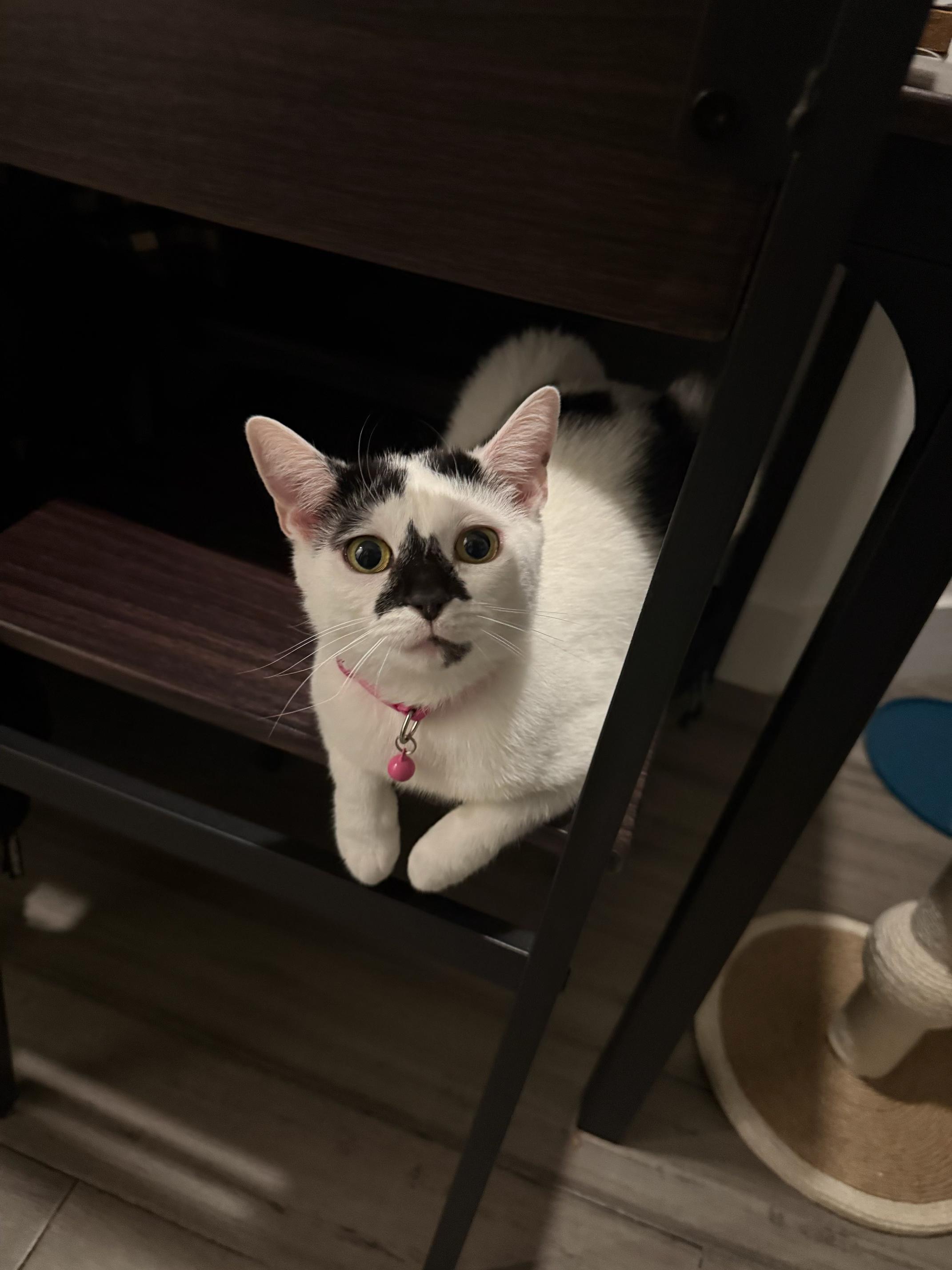 Mochi, an adopted Domestic Short Hair in Brooklyn, NY image 2/3