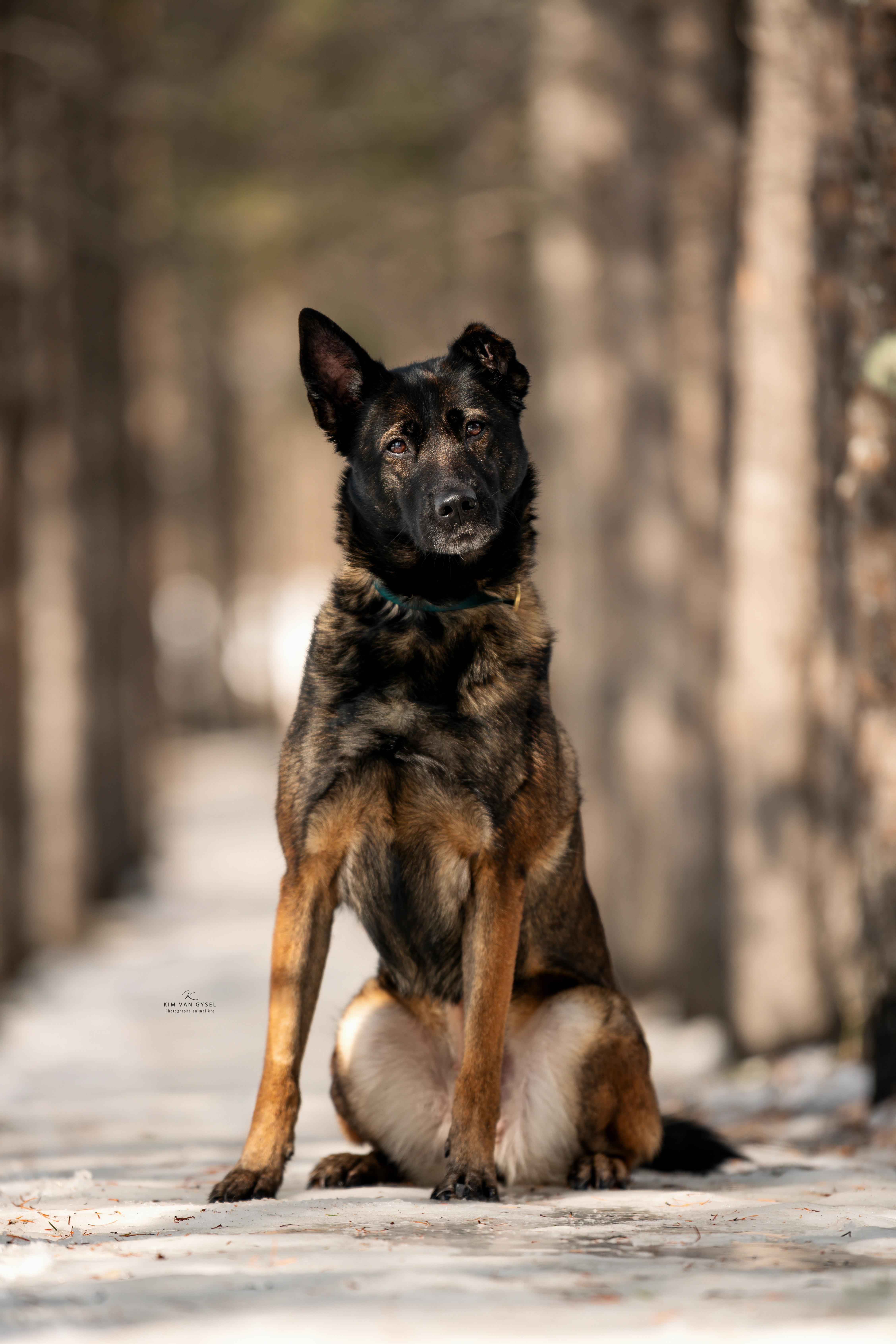 Enlarge Moon, a Adoptable mixed breed in Montreal, QC image 6/6