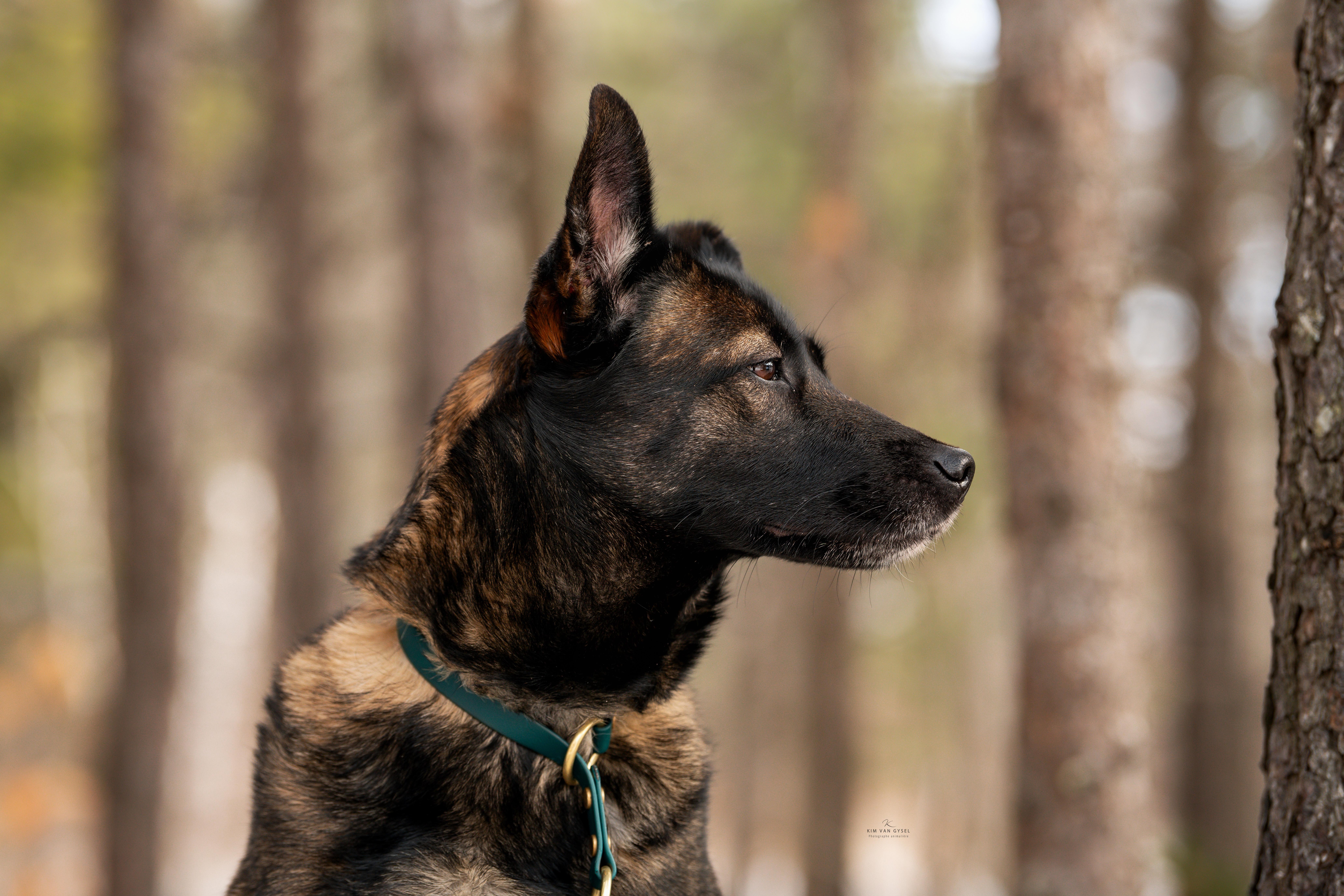 Enlarge Moon, a Adoptable mixed breed in Montreal, QC image 2/6