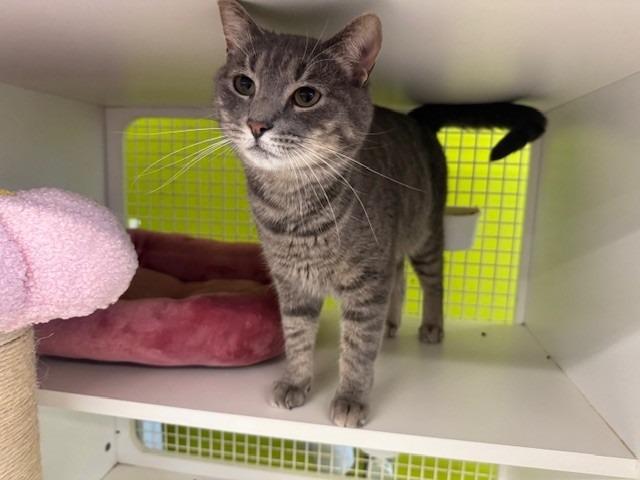 Enlarge Owen, a Adoptable mixed breed in Fort Myers, FL image 1/1