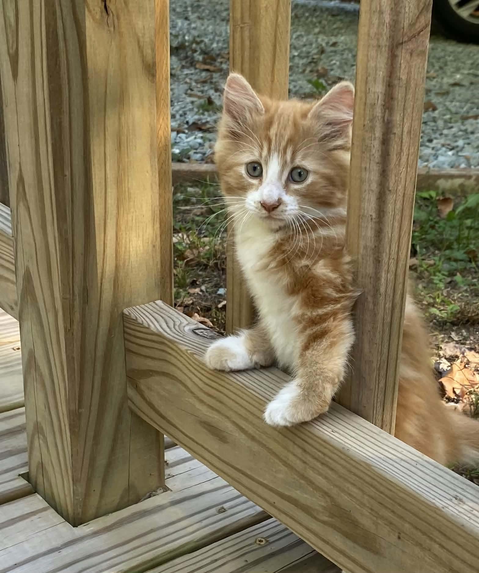Wynken, Adoptable, Kitten Male Domestic Long Hair.