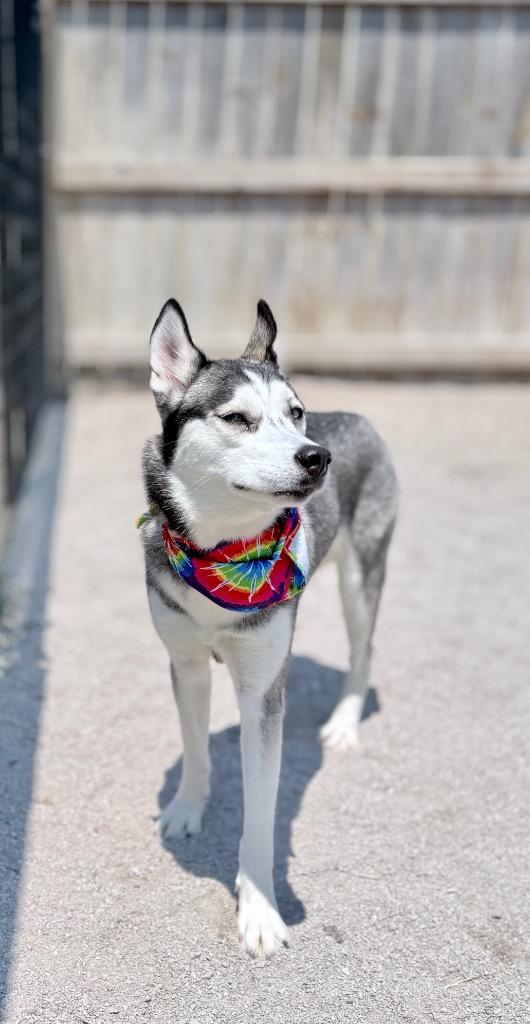 Keely, Adoptable, Young Female Husky.