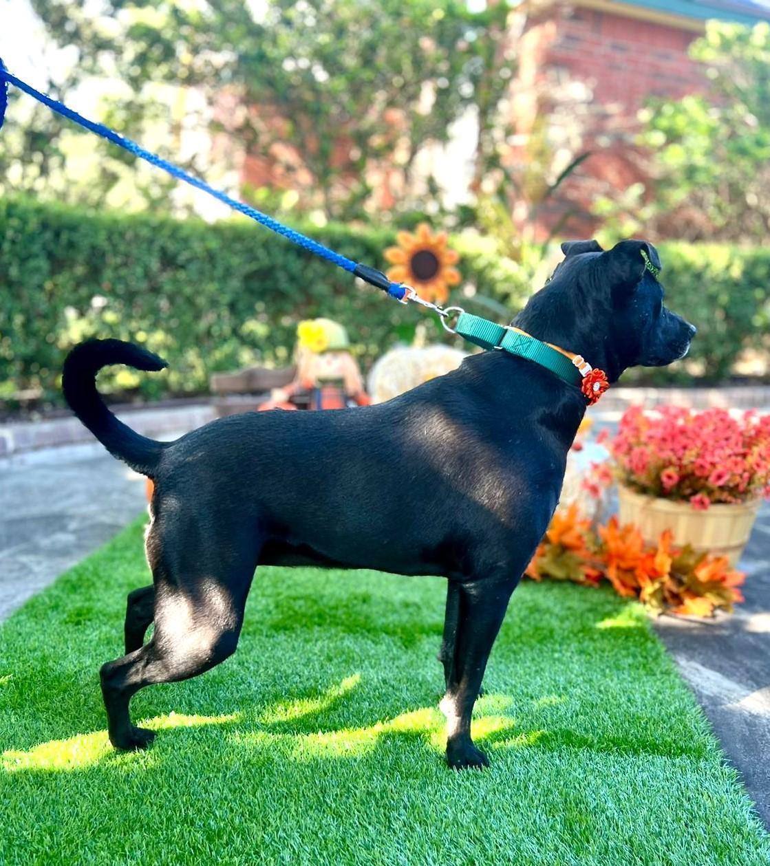 Enlarge Joy, a ADOPTABLE mixed breed in Southport, CT image 5/6