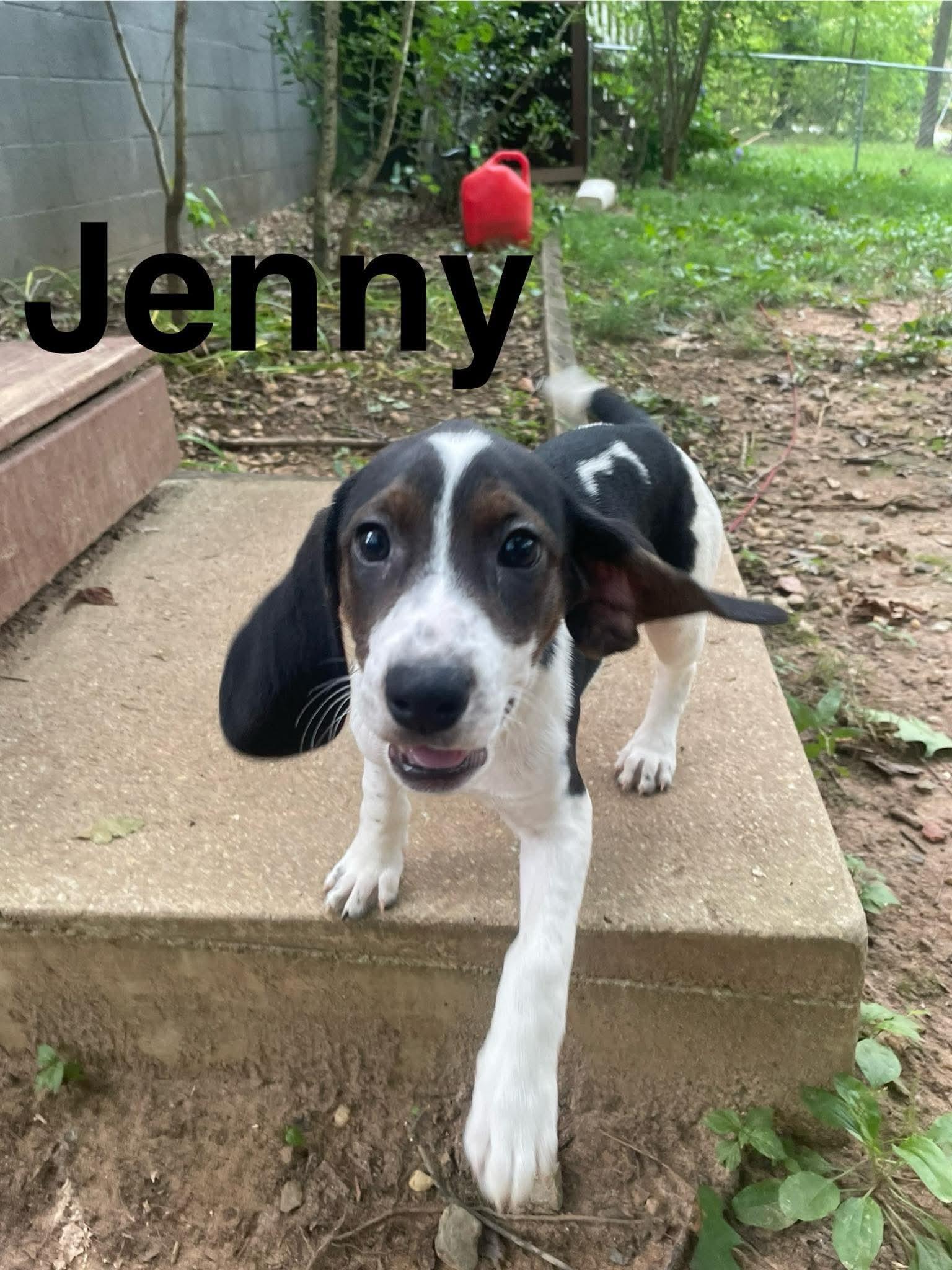 Jenny, Adoptable, Puppy Female Beagle & Hound.