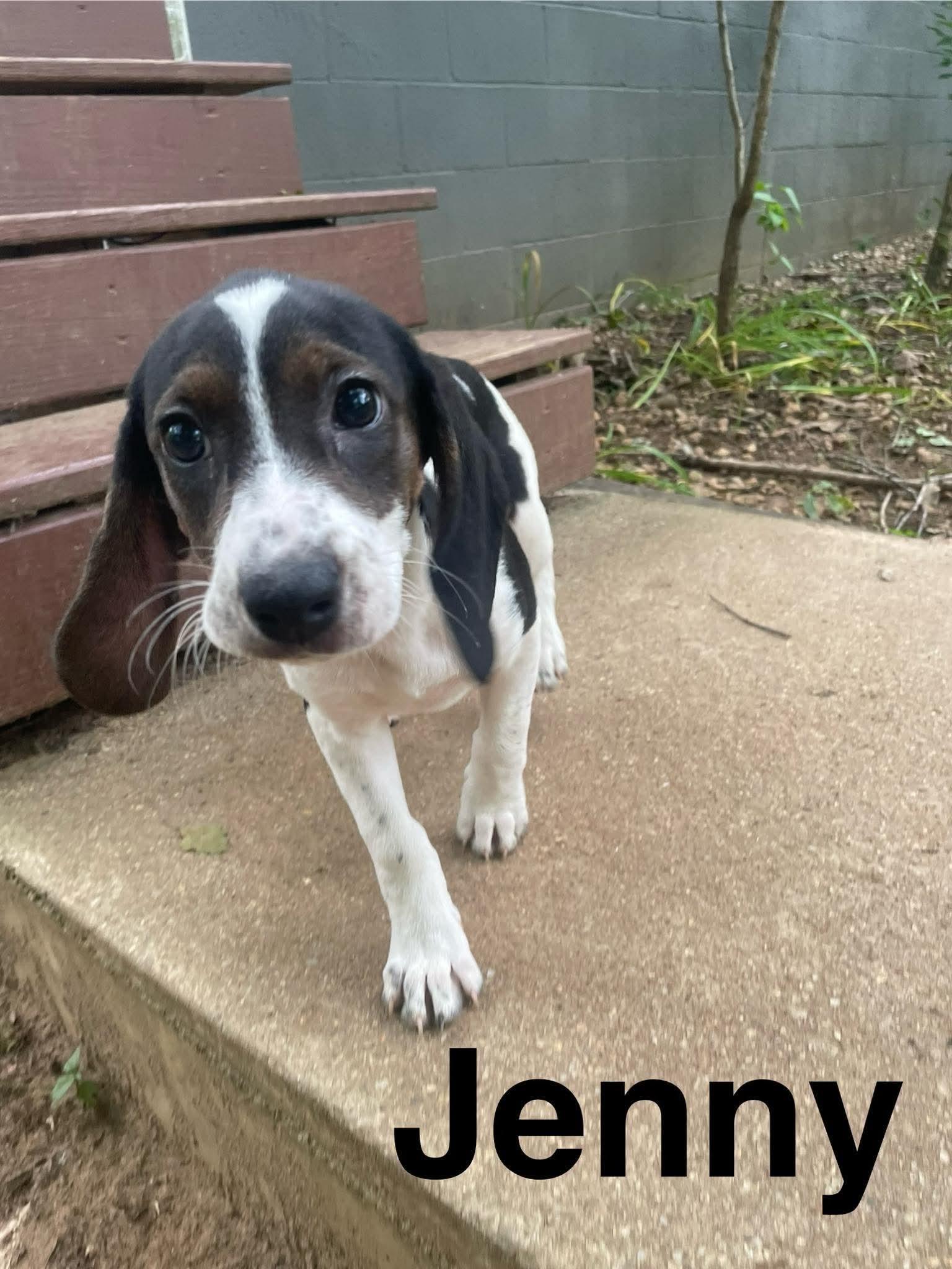 Jenny, a Adoptable mixed breed in Stafford, VA image 2/2