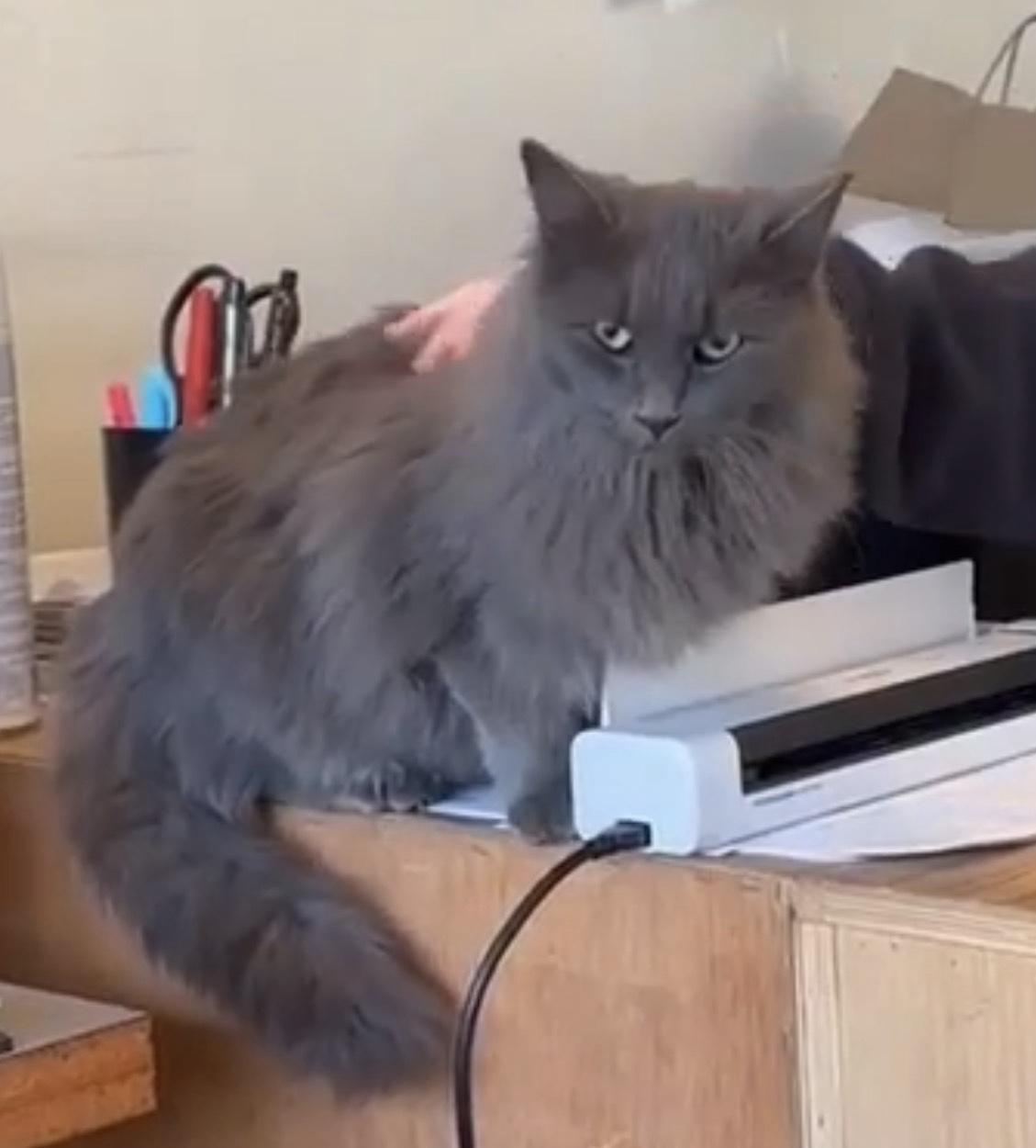 Zealand, a ADOPTABLE mixed breed in Tucson, AZ image 2/2