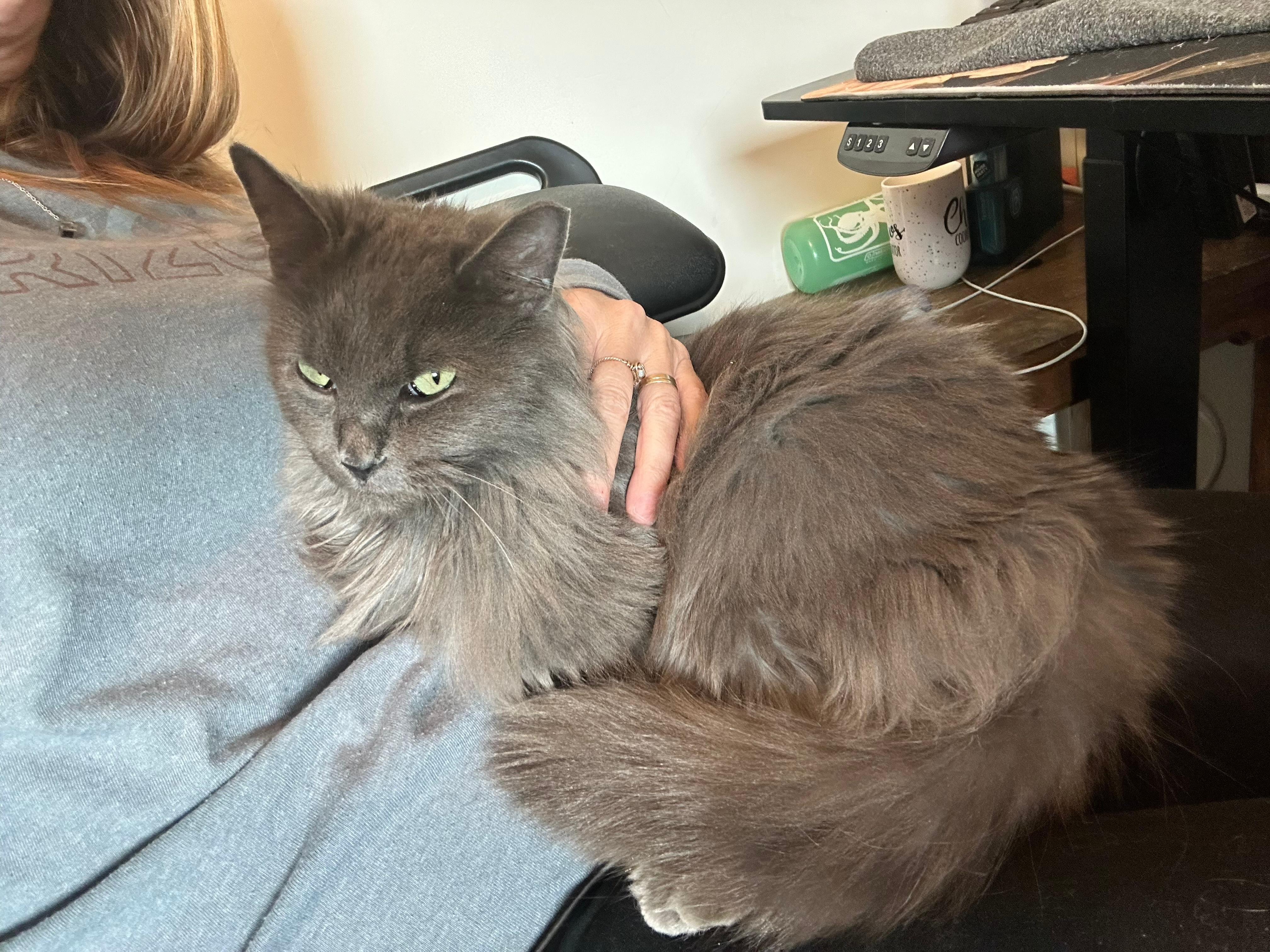 Zealand, a ADOPTABLE mixed breed in Tucson, AZ image 1/2