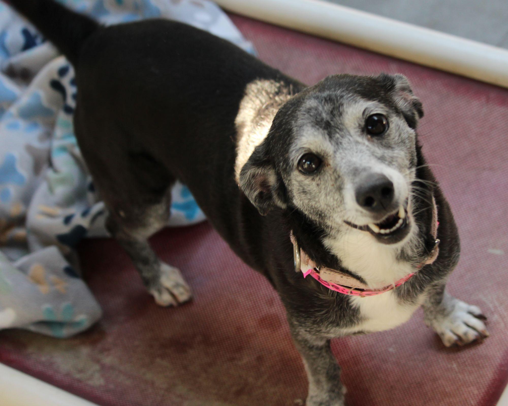 BRIDGETTE, adopted, Senior Female Terrier.
