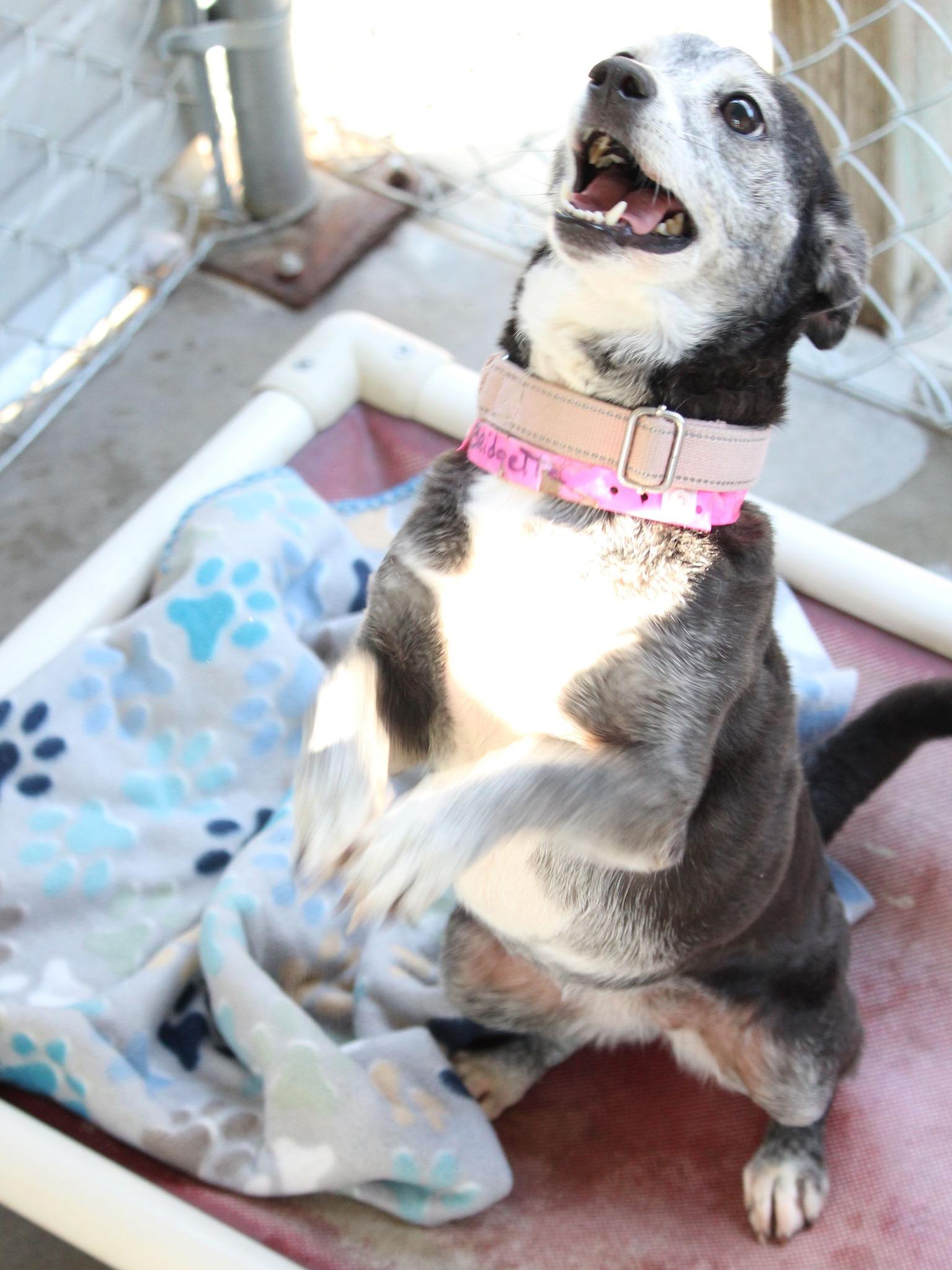 BRIDGETTE, an adopted mixed breed in Fresno, CA image 4/4