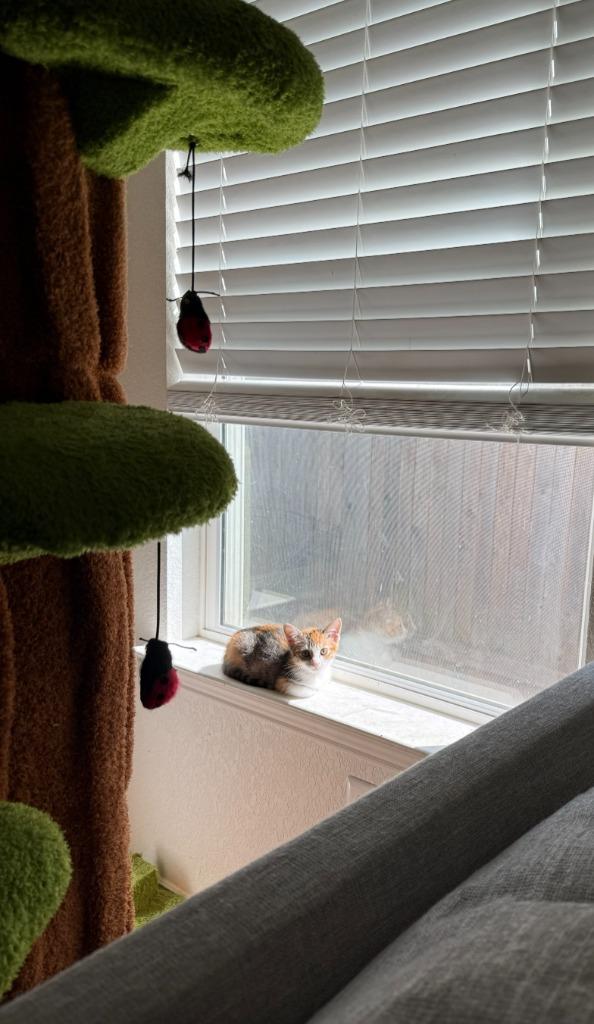 Patches (Liberty), Adoptable, Kitten Female Domestic Short Hair.