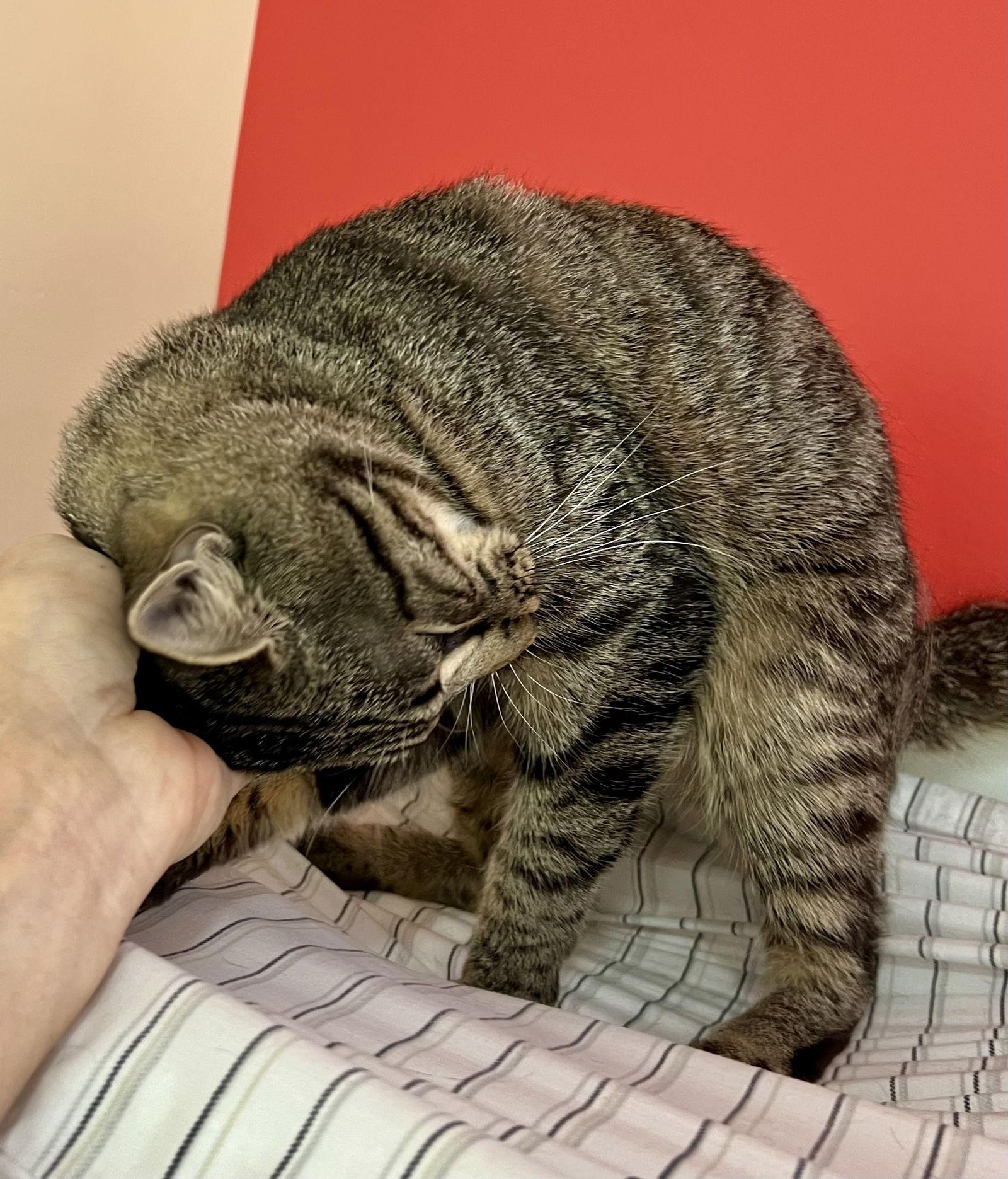 Christian (FCID# 12/01/2025 - 65 Trainer)