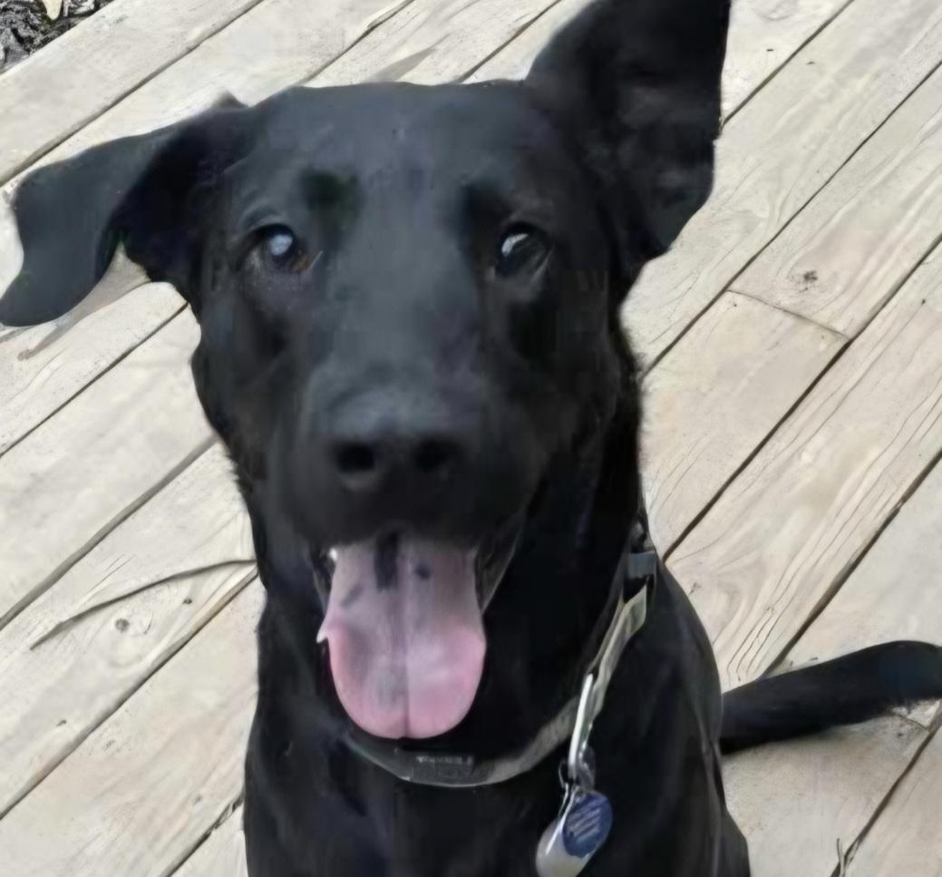 Mac Davis (Immediate Foster Needed), Adoptable, Senior Male Labrador Retriever.