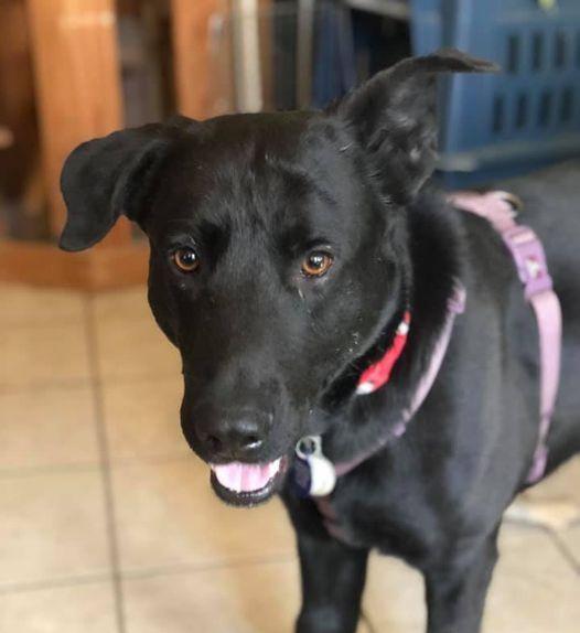 Mac Davis (Immediate Foster Needed), a Adoptable Labrador Retriever in Roswell, GA image 2/3