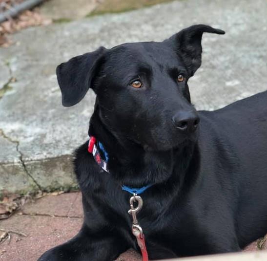 Mac Davis (Immediate Foster Needed), a Adoptable Labrador Retriever in Roswell, GA image 3/3