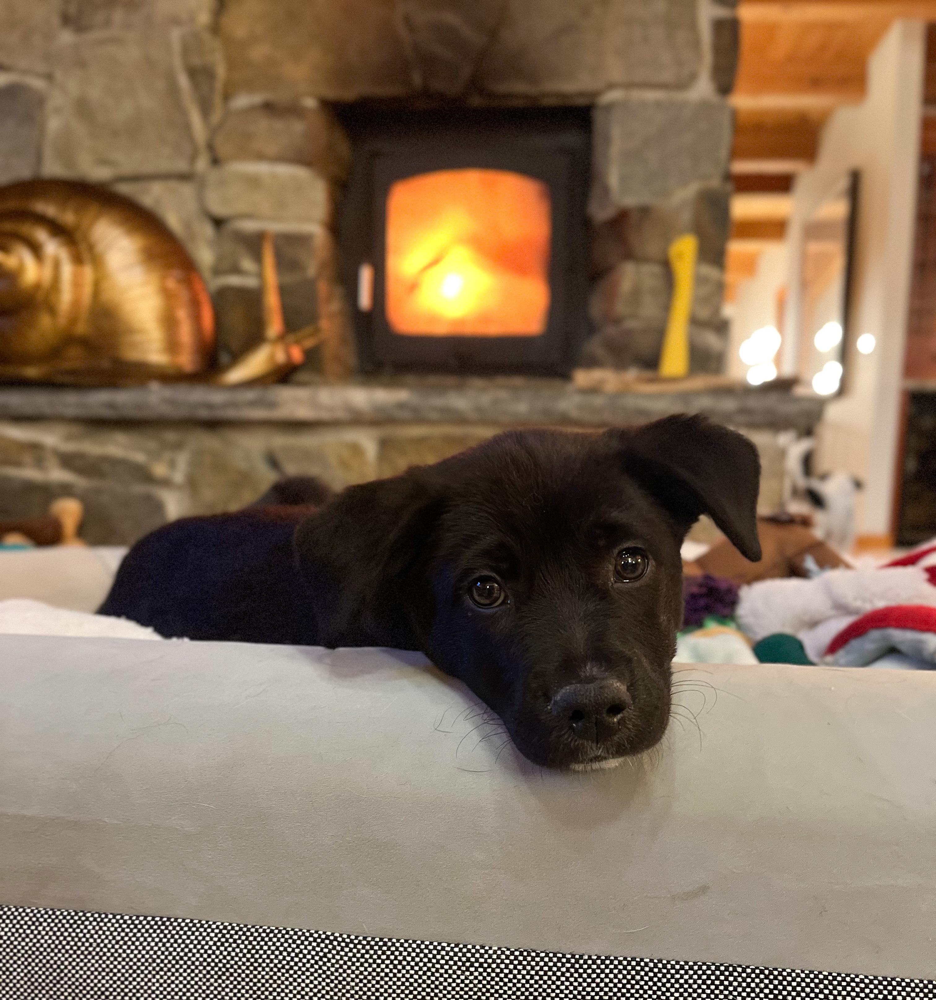 Wendy , Adoptable, Puppy Female Mixed Breed.