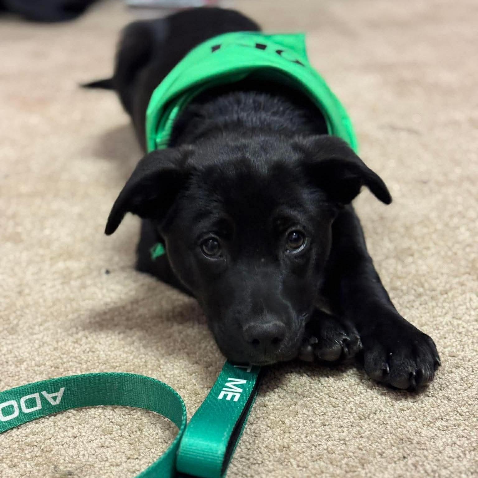 Wendy , Adoptable, Puppy Female Mixed Breed.