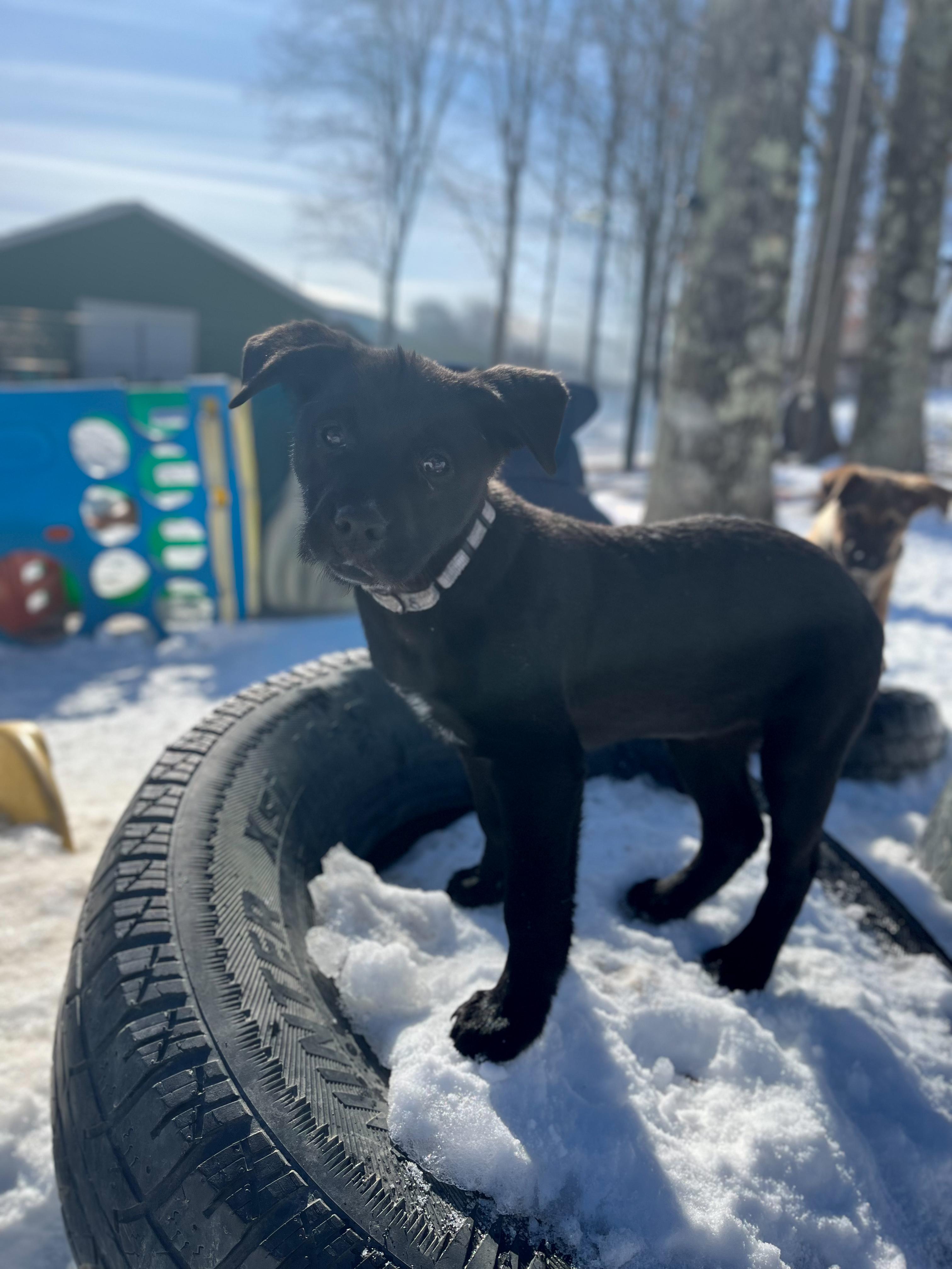 Wendy , Adoptable, Puppy Female Mixed Breed.