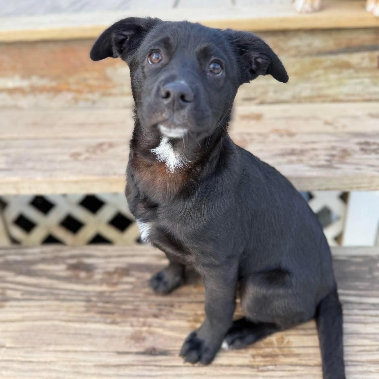 Wendy , Adoptable, Puppy Female Mixed Breed.