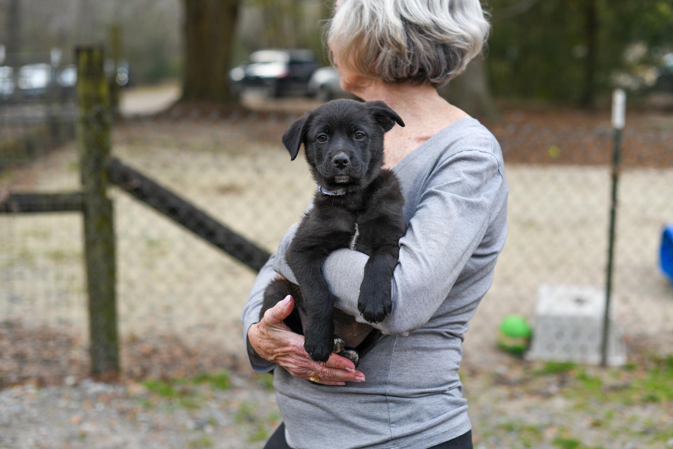 Enlarge Wendy , a Adoptable Mixed Breed in Argyle, NY image 3/6