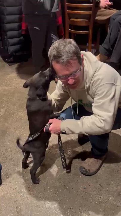 Enlarge Wendy , a Adoptable Mixed Breed in Argyle, NY video 5/6