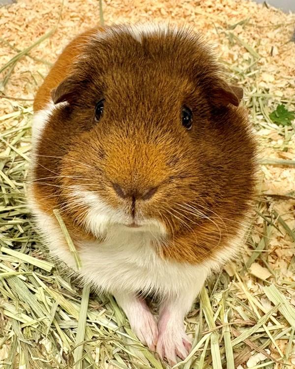 Enlarge Chorizo, a Adoptable mixed breed in Novato, CA image 1/1