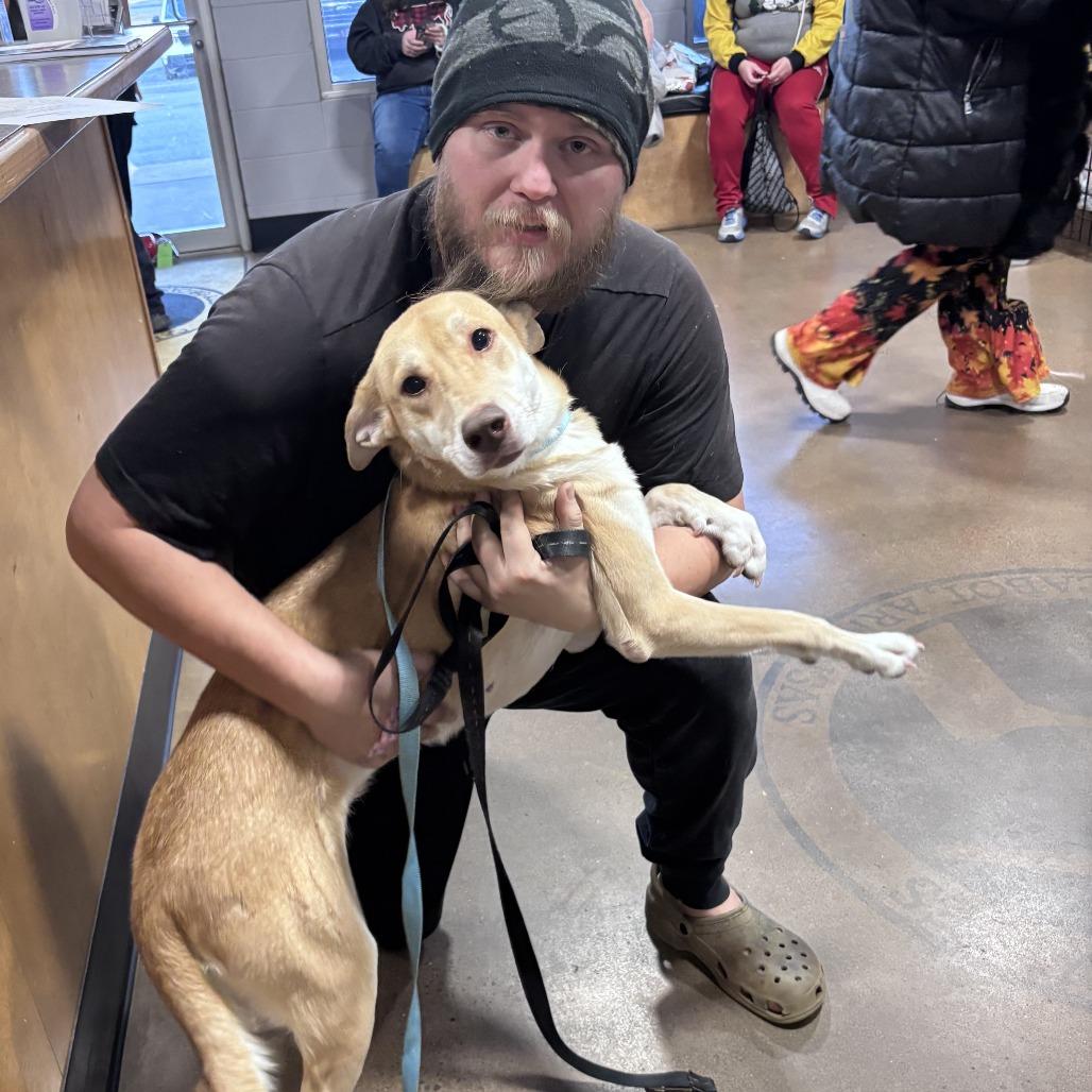 Enlarge Sophia, a Adoptable mixed breed in Cabot, AR image 1/6