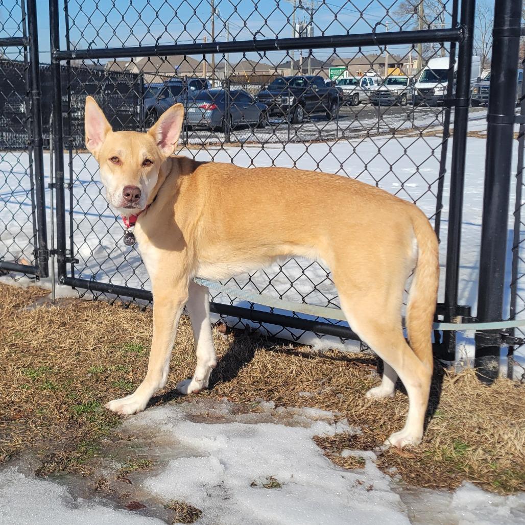 Enlarge Sophia, a Adoptable mixed breed in Cabot, AR image 2/6