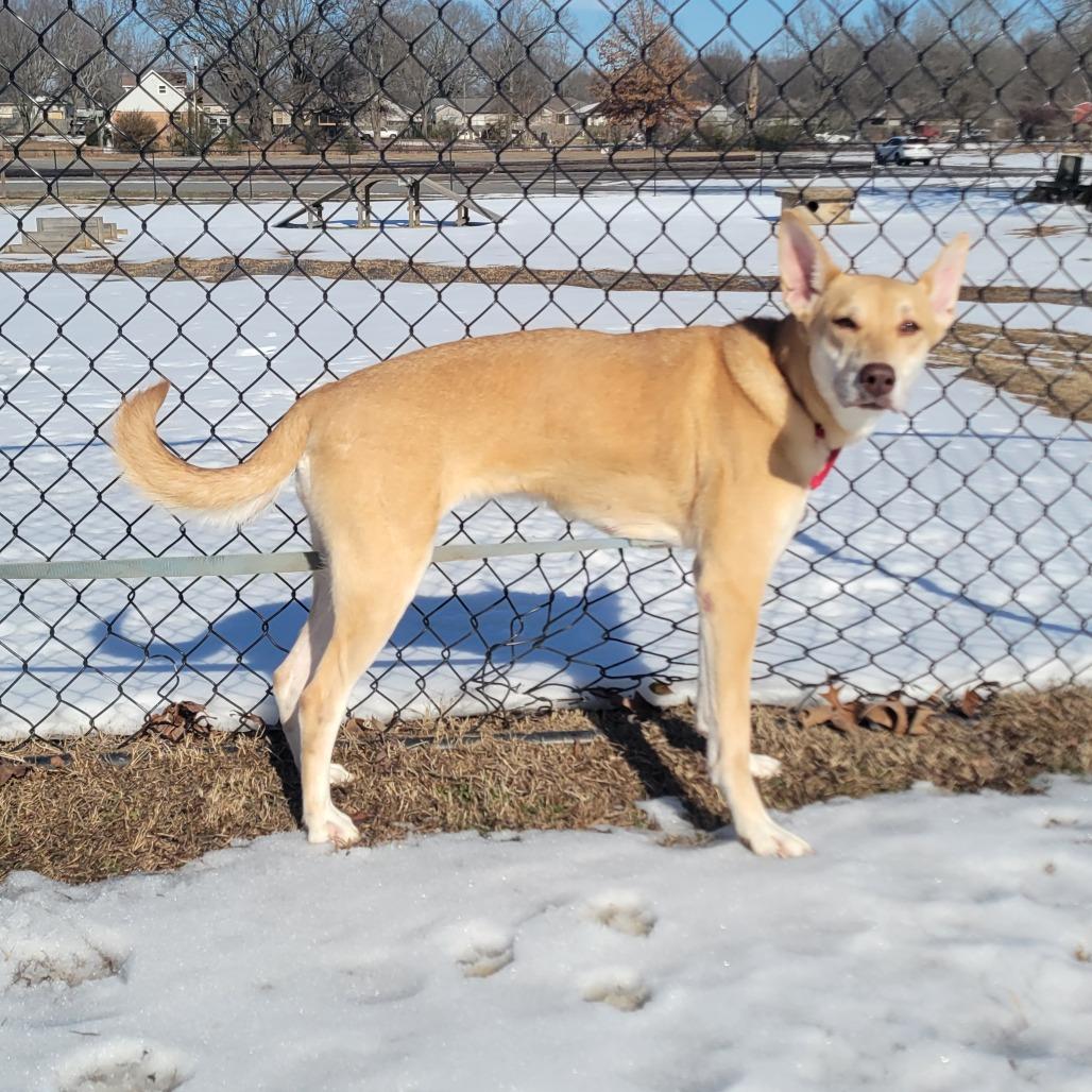 Enlarge Sophia, a Adoptable mixed breed in Cabot, AR image 3/6