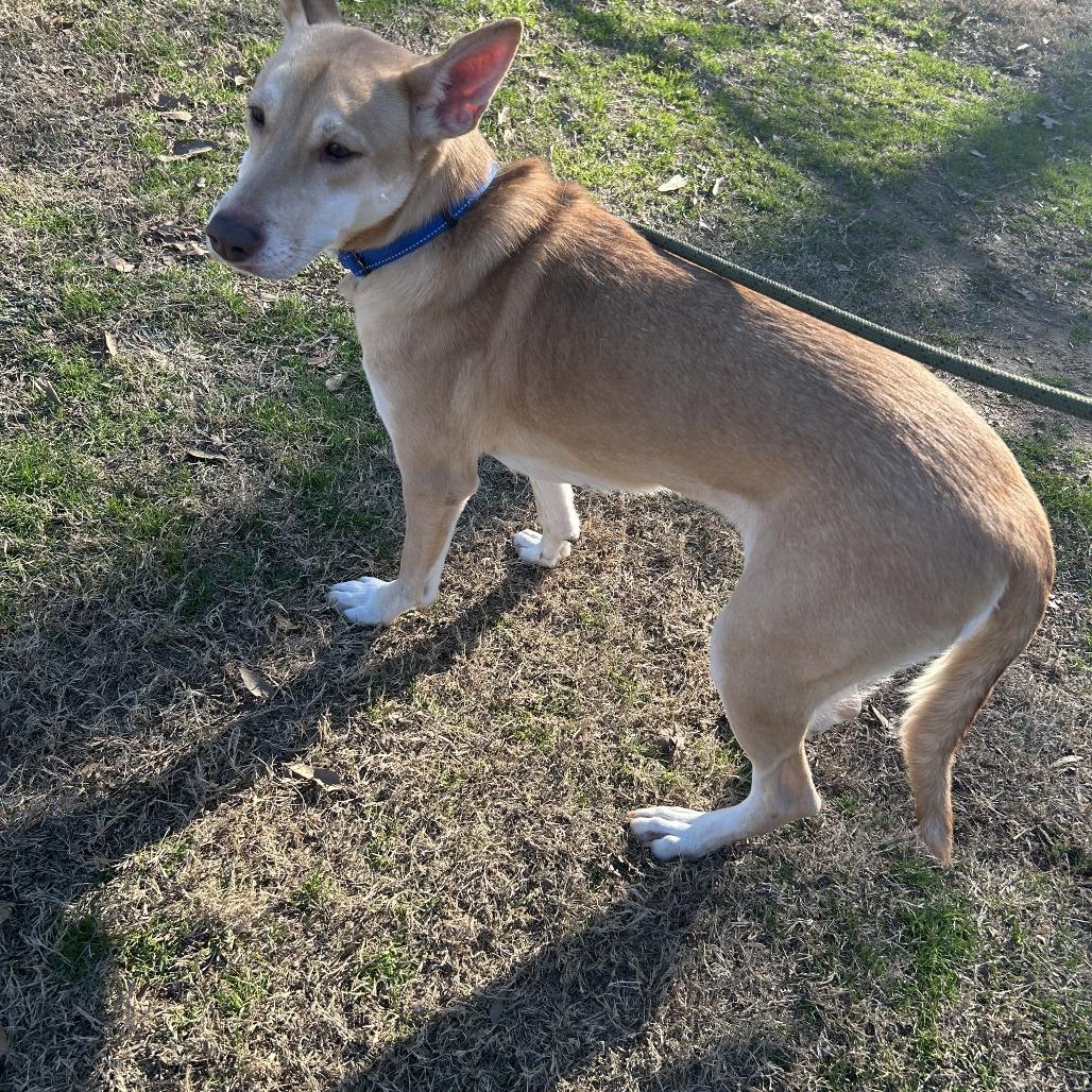 Enlarge Sophia, a Adoptable mixed breed in Cabot, AR image 4/6