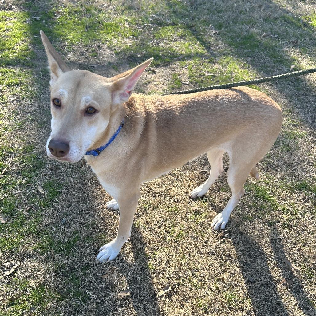 Enlarge Sophia, a Adoptable mixed breed in Cabot, AR image 5/6
