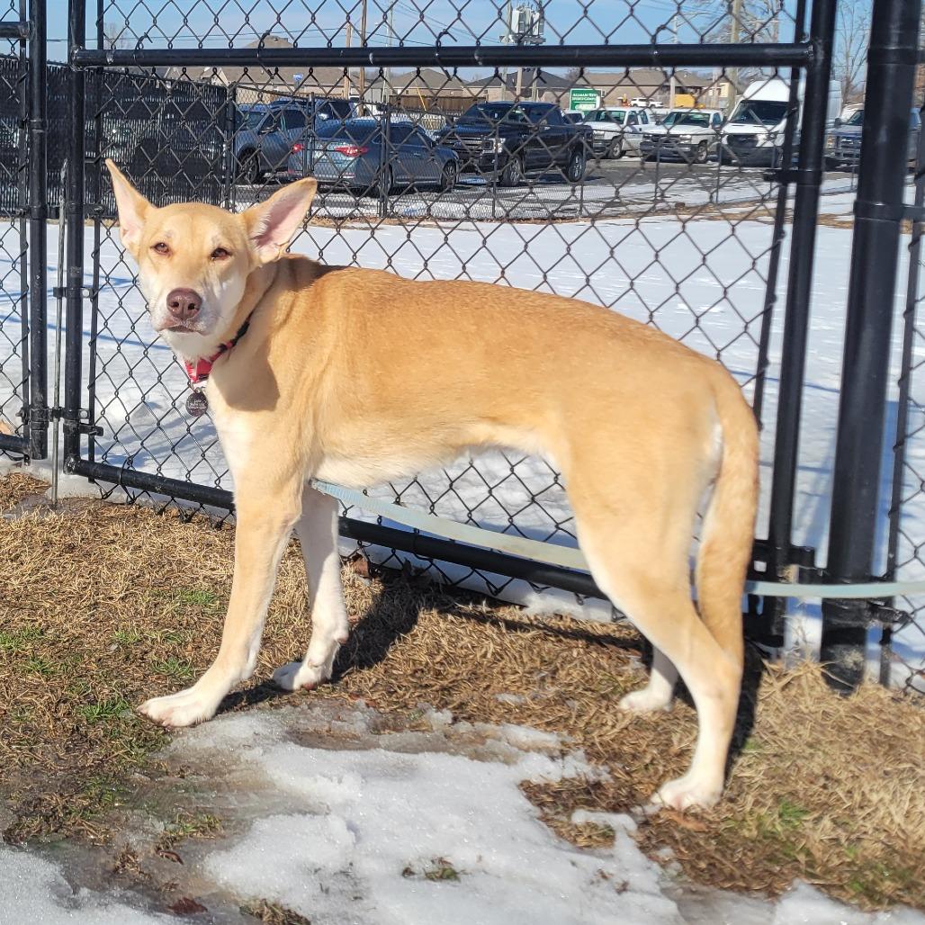 Enlarge Sophia, a Adoptable mixed breed in Cabot, AR image 6/6