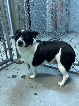 KiKi, Adoptable, Adult Female Mixed Breed & Mixed Breed.