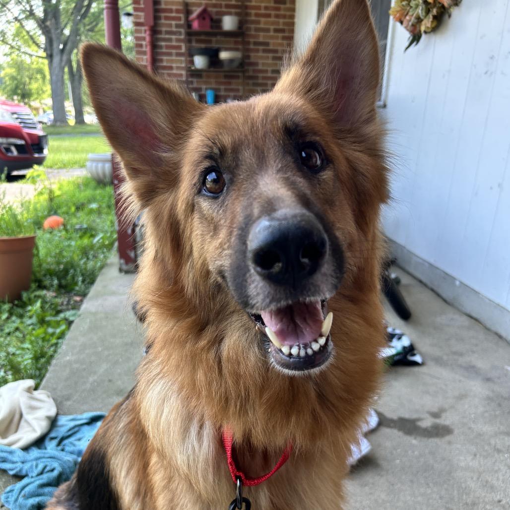 Harley, Adoptable, Adult Female German Shepherd Dog.