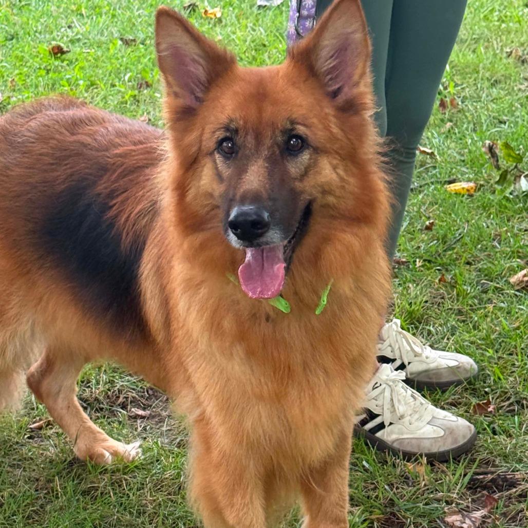 Enlarge Harley, a Adoptable German Shepherd Dog in Farmersville, OH image 2/2