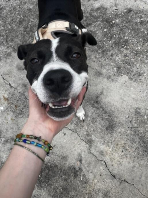 LILLY, Adoptable, Adult Female Staffordshire Bull Terrier & Mixed Breed.