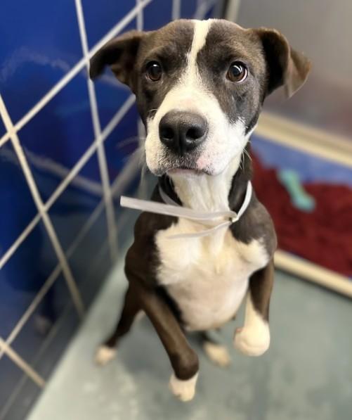 LILLY, Adoptable, Adult Female Staffordshire Bull Terrier & Mixed Breed.