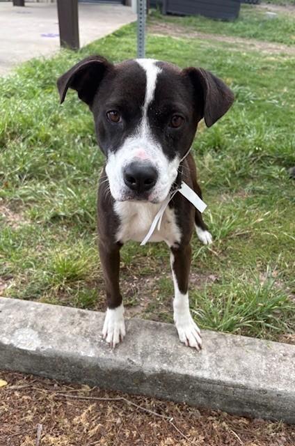LILLY, Adoptable, Adult Female Staffordshire Bull Terrier & Mixed Breed.