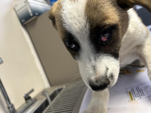 A250532, Adoptable, Puppy Male German Shepherd Dog & Mixed Breed.