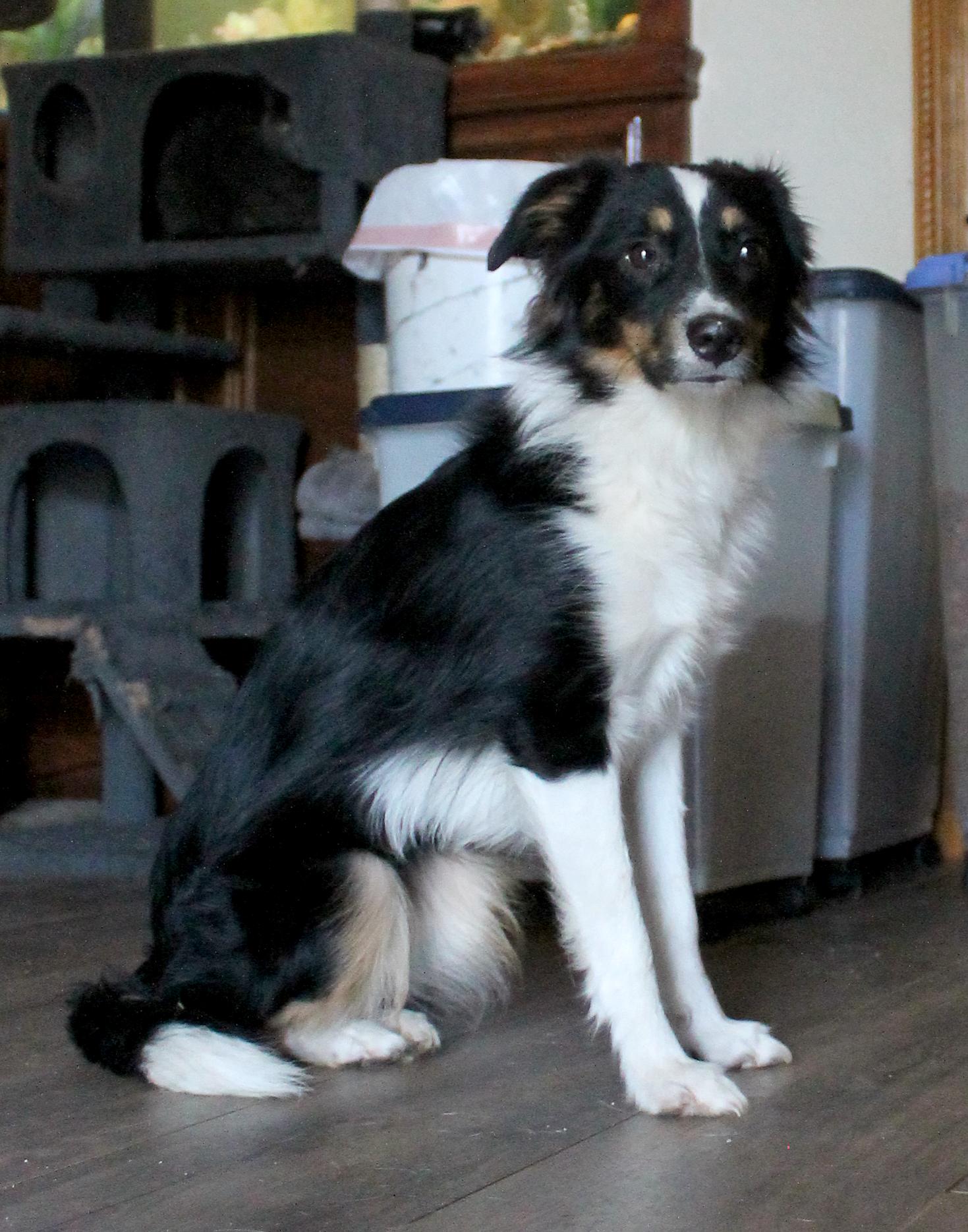 Enlarge Chloe, a Adopted Australian Shepherd in Guthrie, OK image 3/5