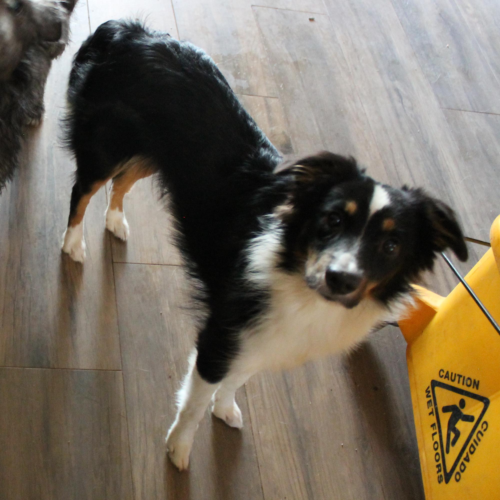 Enlarge Chloe, a Adopted Australian Shepherd in Guthrie, OK image 2/5