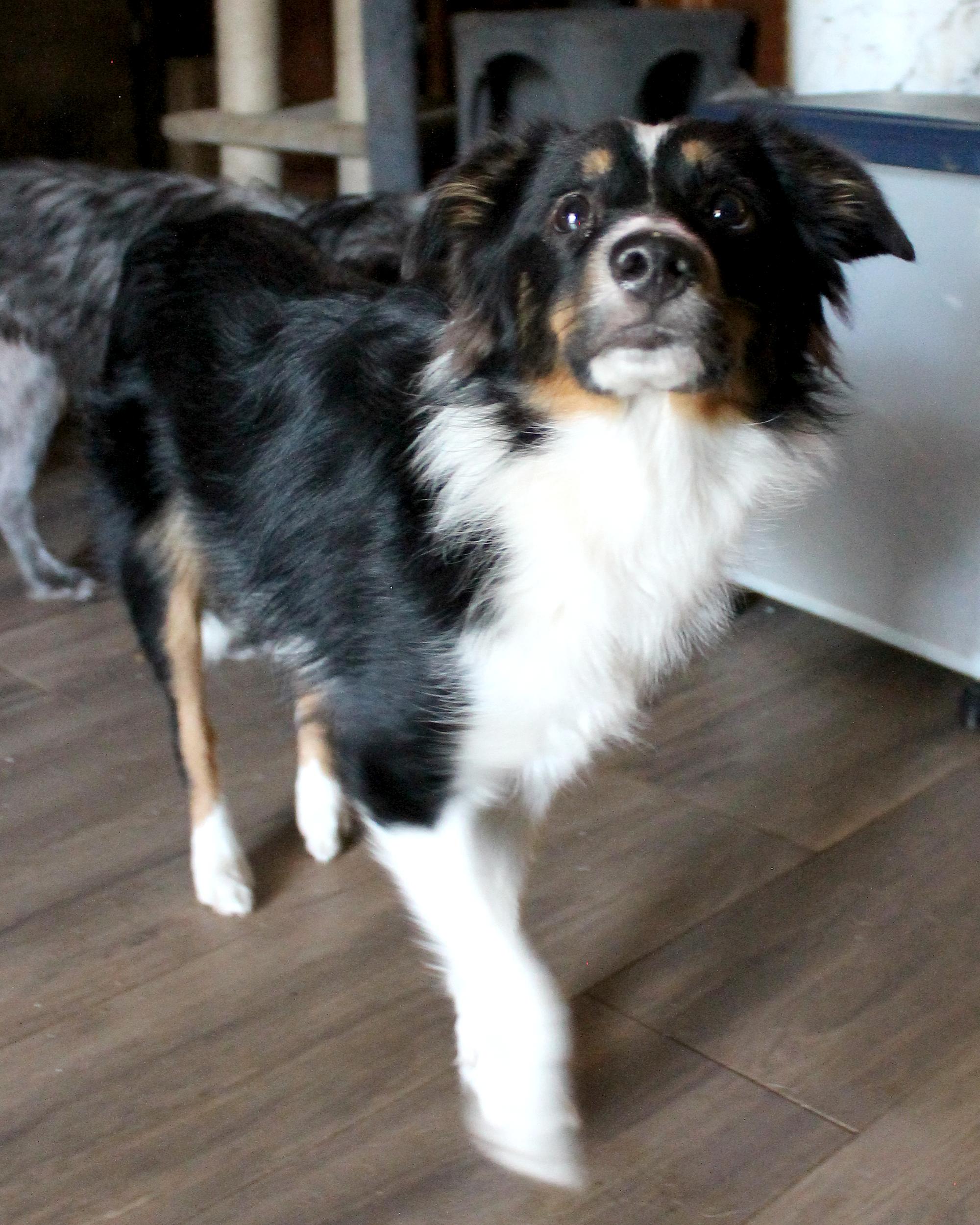 Chloe, Adopted, Young Female Australian Shepherd.