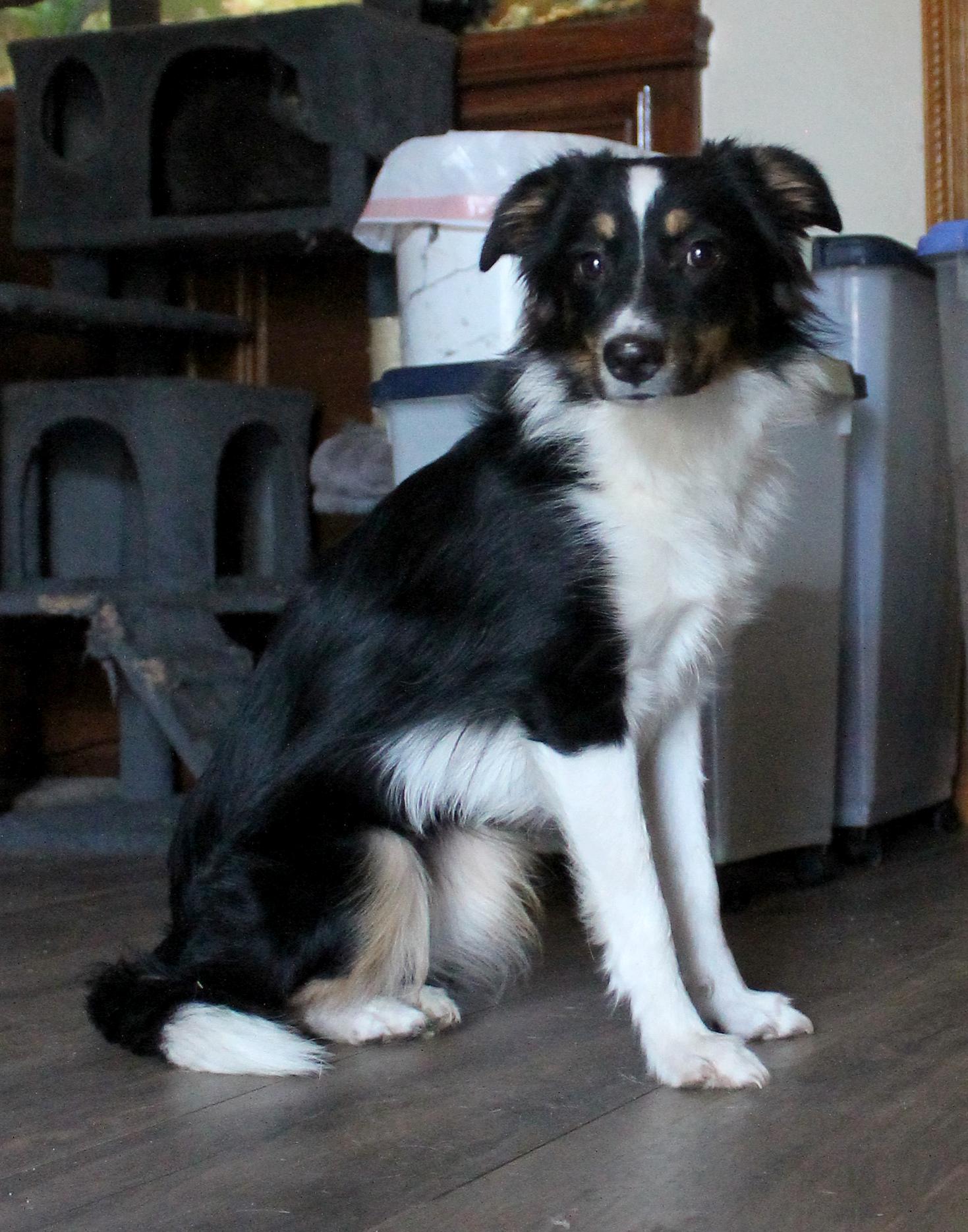 Enlarge Chloe, a Adopted Australian Shepherd in Guthrie, OK image 4/5