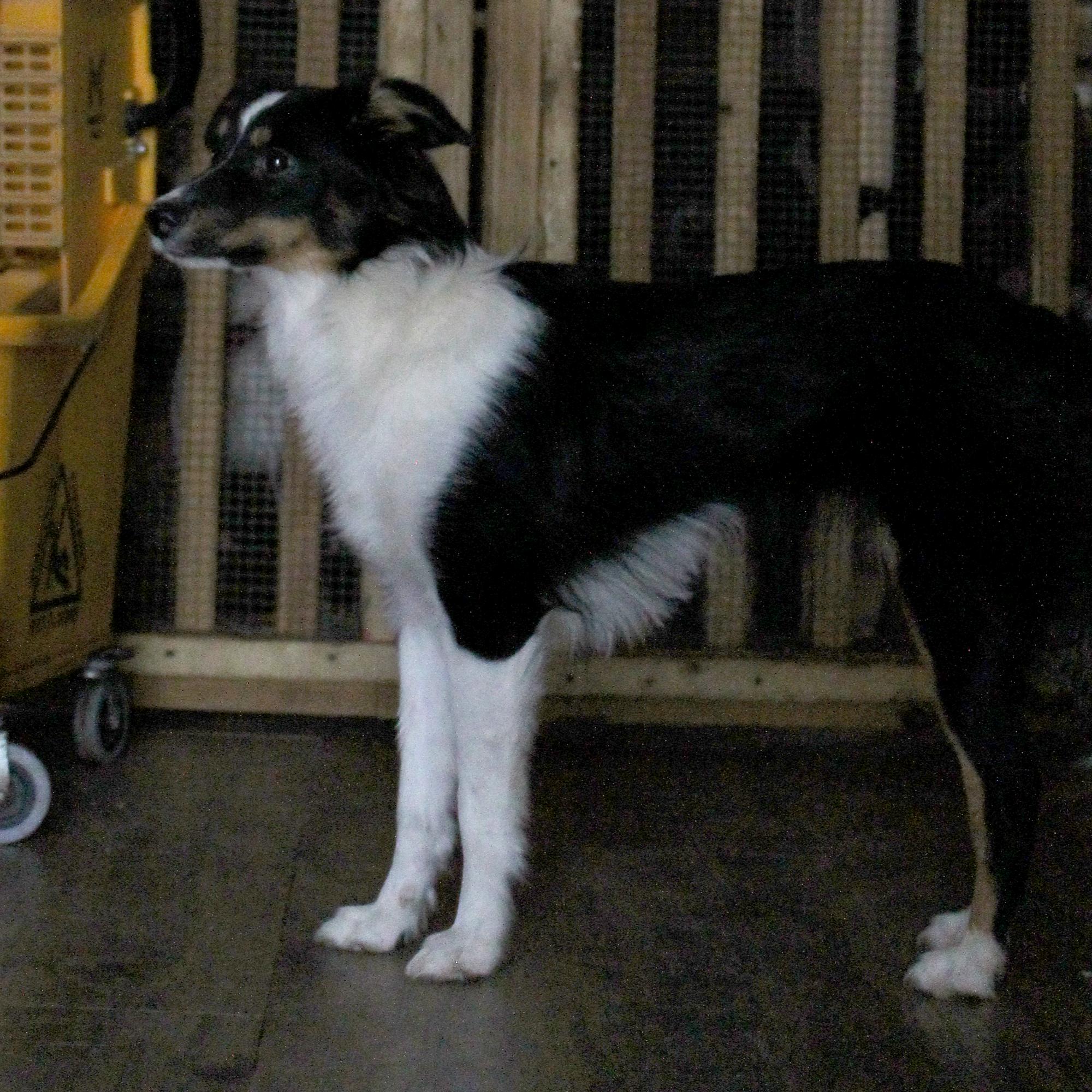 Enlarge Chloe, a Adopted Australian Shepherd in Guthrie, OK image 5/5
