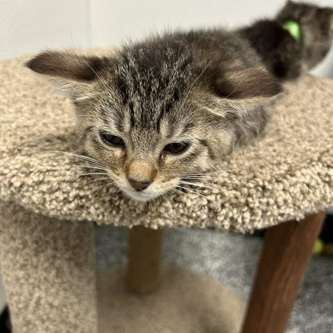 Enlarge Habanero, a ADOPTABLE Domestic Short Hair in Bryan, OH image 1/1