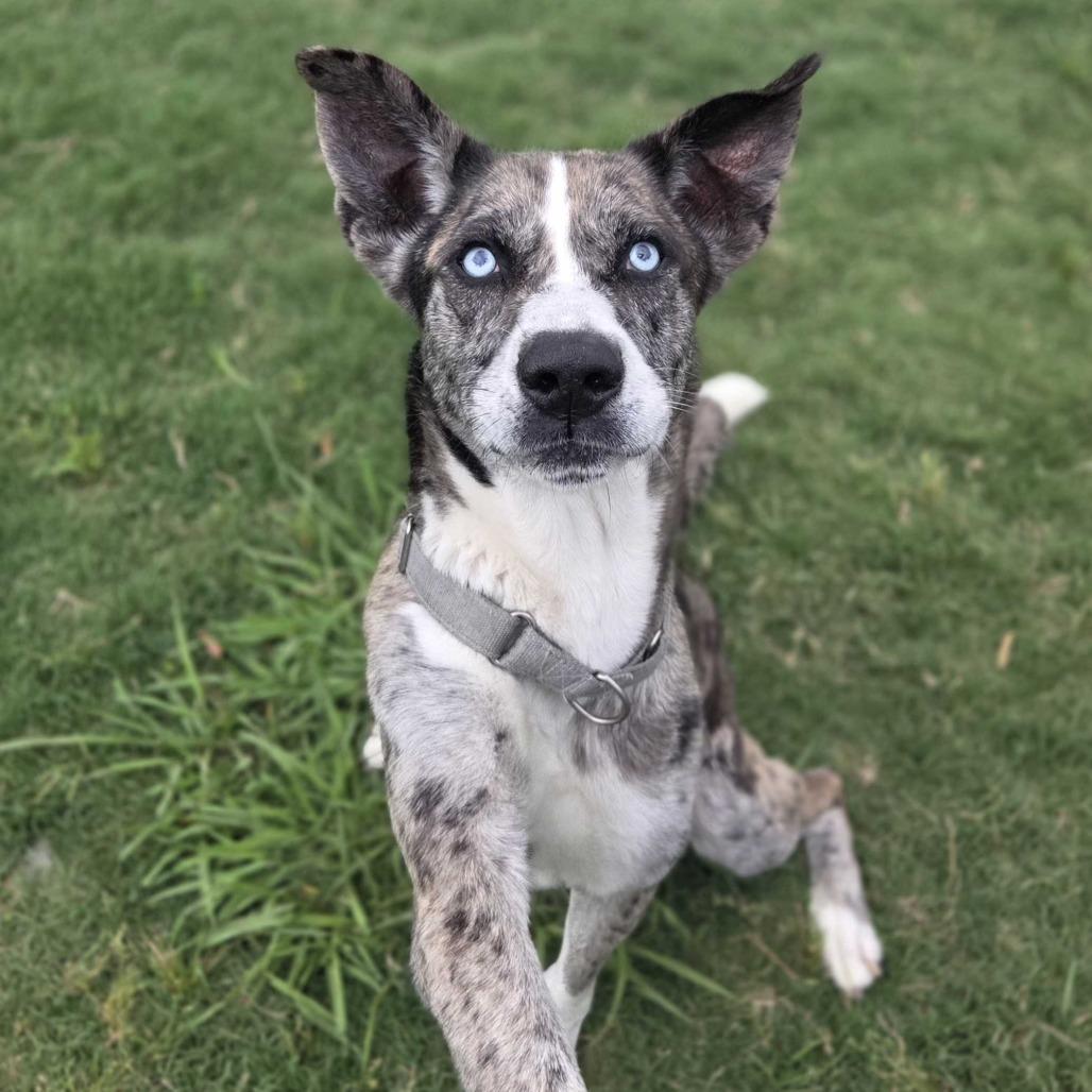 Billy Boy, Adoptable, Adult Male Catahoula Leopard Dog & Husky.