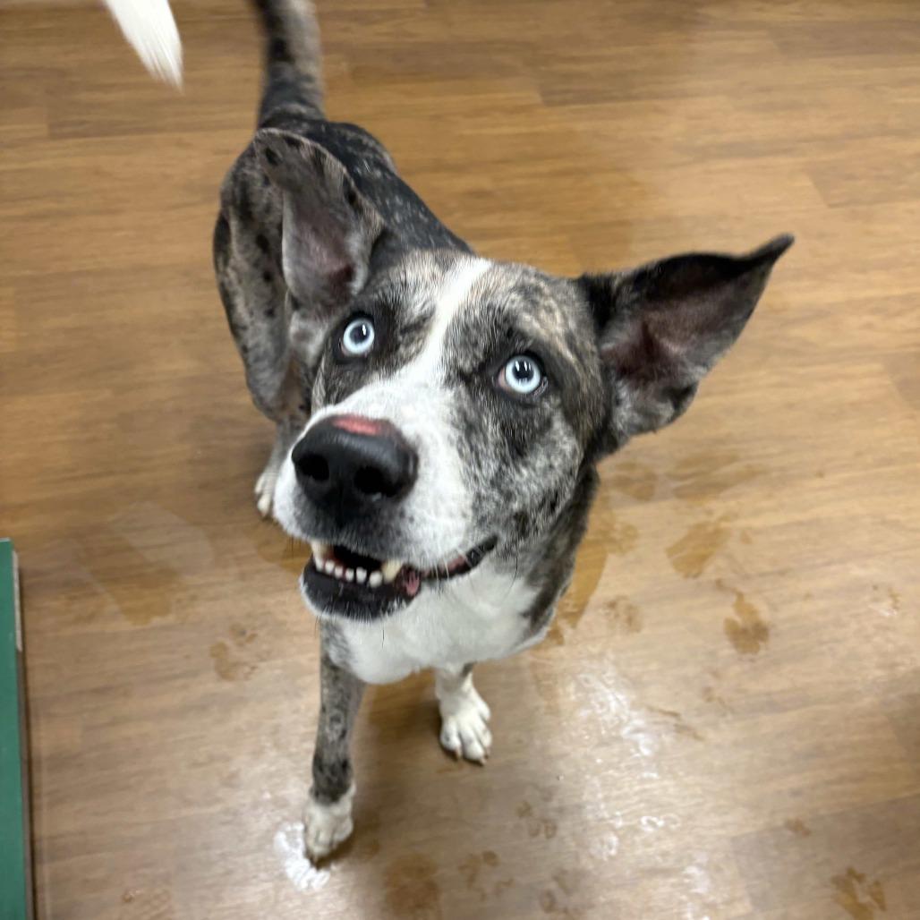 Enlarge Billy Boy, a Adoptable mixed breed in Beaumont, TX image 3/5