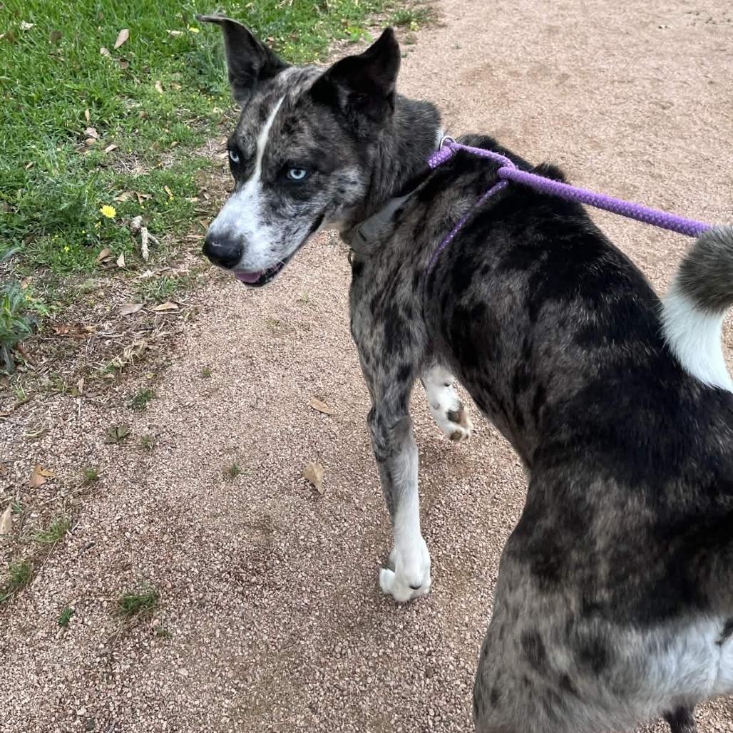 Enlarge Billy Boy, a Adoptable mixed breed in Beaumont, TX image 4/6